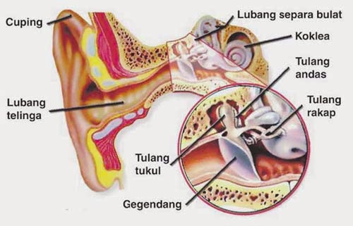 Cara Cepat Menyembuhkan Penyakit Telinga Bernanah