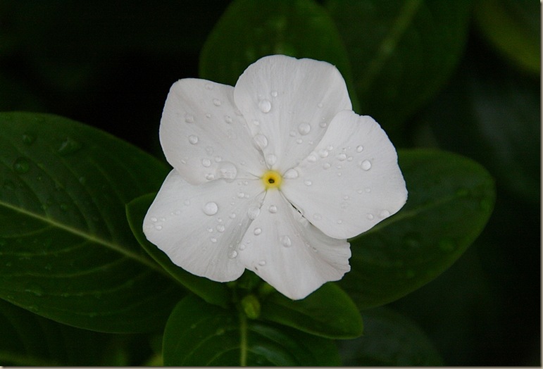 vinca4A