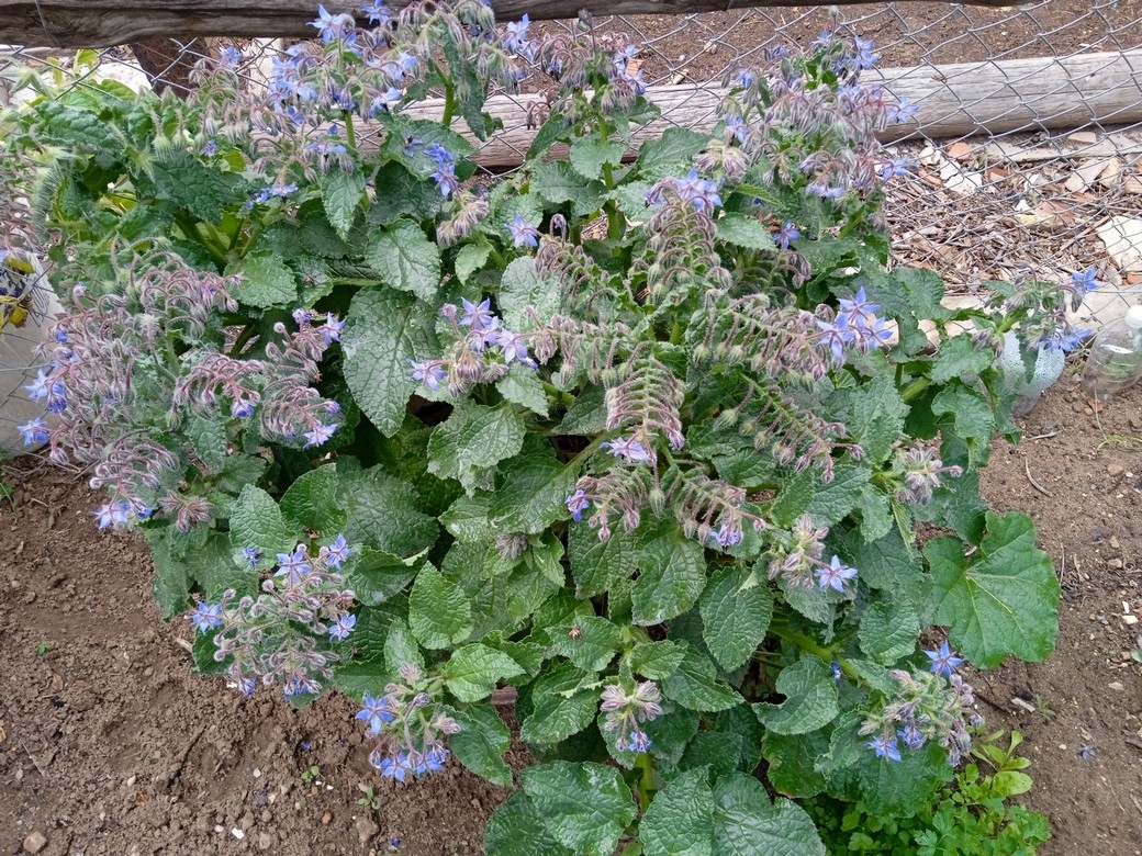 Growing borage in containers is a great way to enjoy . It is also a great choice if space is limited. Not just Container herb gardens are beautiful and bountiful. Borage plant with it's beautiful edible flowers delight the eye and add beauty to your garden.