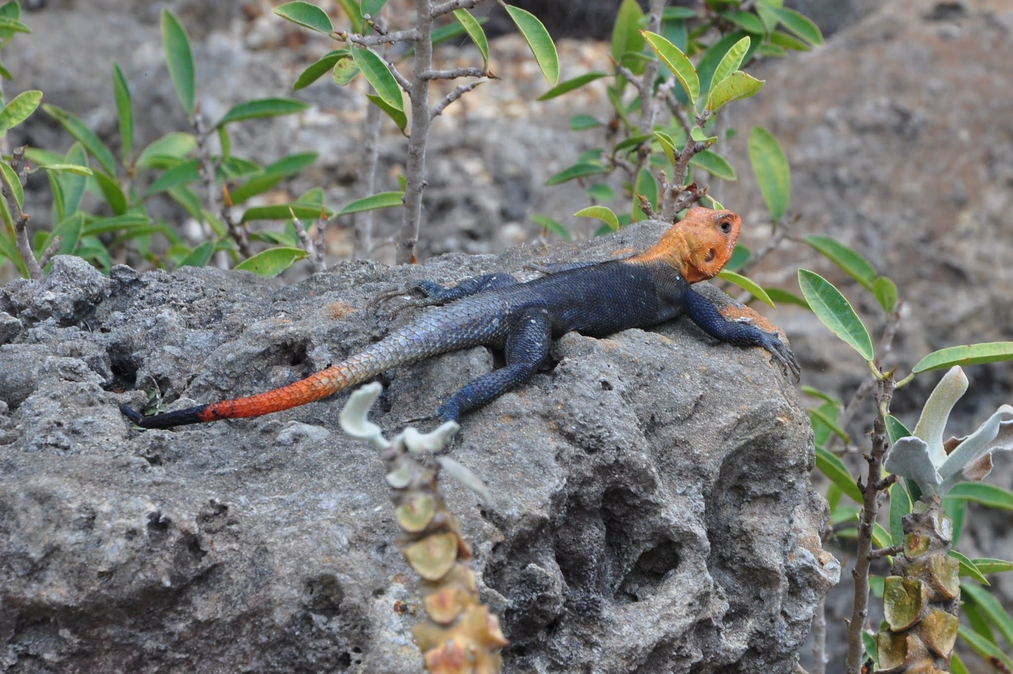 About Rainbow Agama, Colorful Scaly Creature