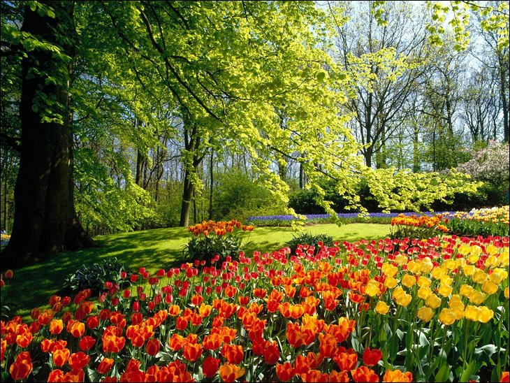 Tulips and Windmills in Holand