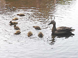 平和公園の池にいたカルガモ（軽鴨）の親子