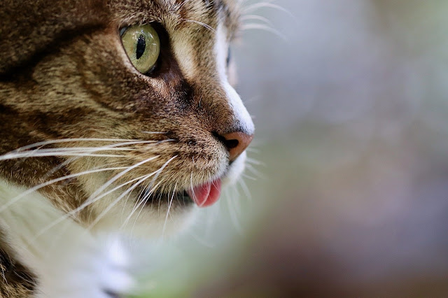 gambar kucing lucu sekali