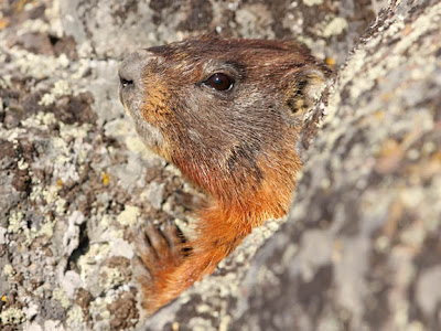 Yellow-bellied Marmot