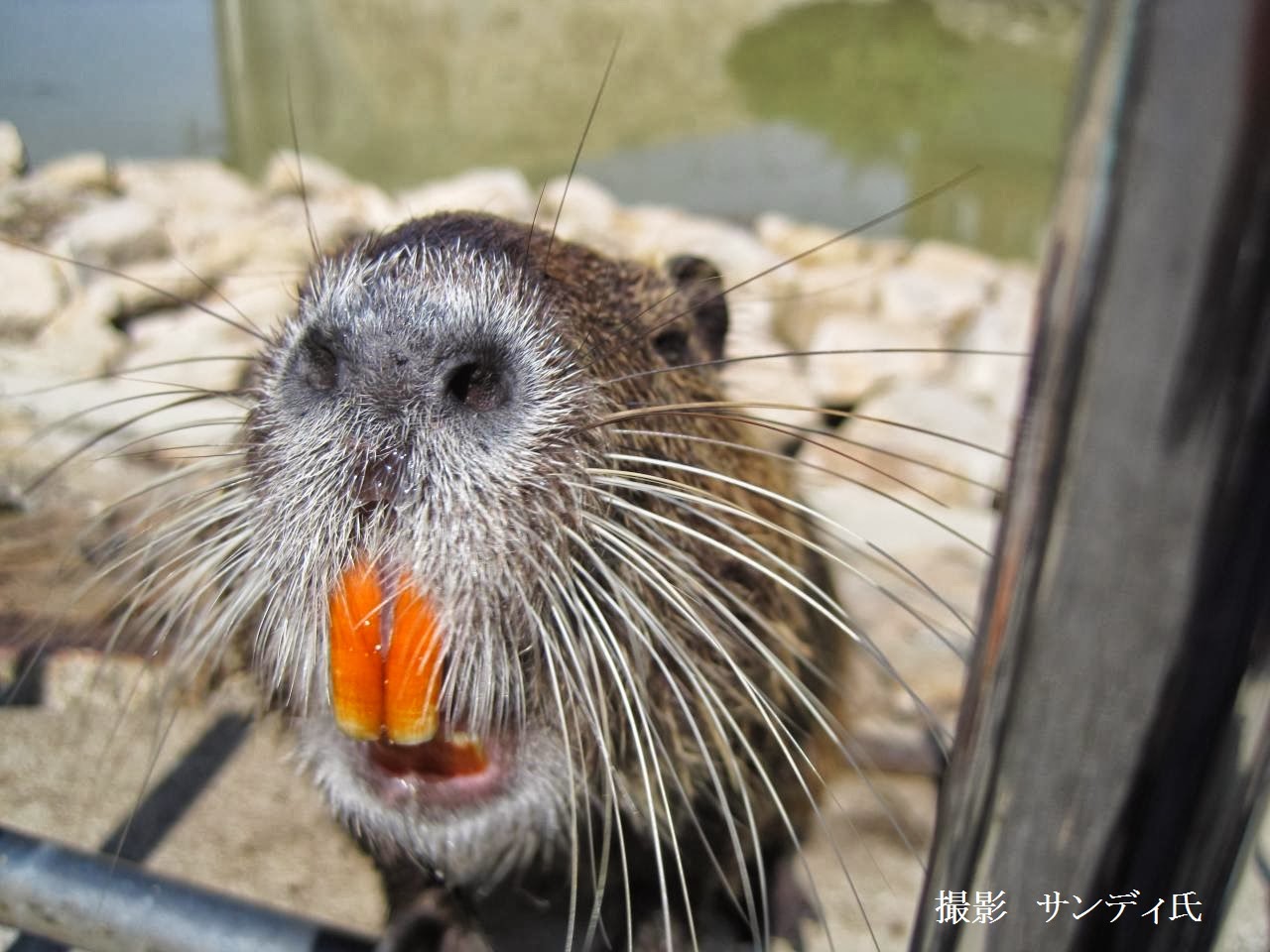 ヌートリアの鼻水