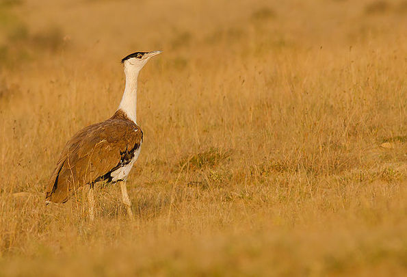 Great Indian bustard is one of the rare and one of the heaviest birds in the world.