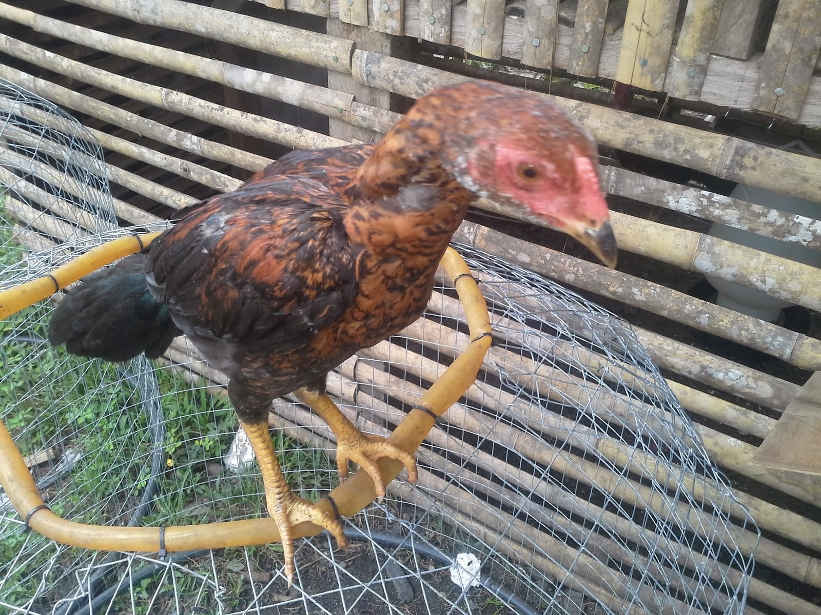 AYAM SABUNG TELUPID: LATIHAN AYAM