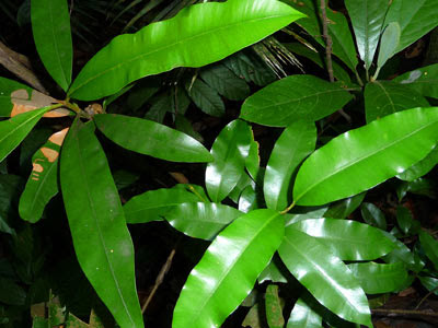 bintangors or beautiful leaves, Calophyllum spp.