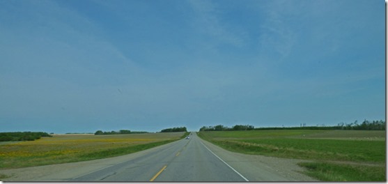 Fields of Dandelions