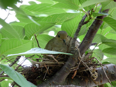 dove on nest