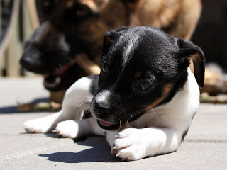 Jack Russell puppy Wallpapers