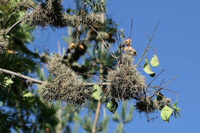 Tillandsia caliginosa air plants care and culture