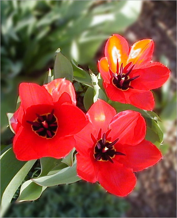 Tulips Blurred Background