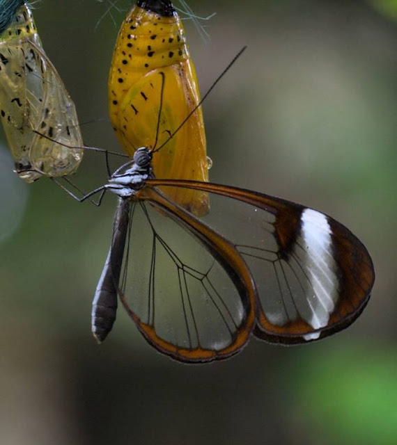 The glasswinged butterfly's name in Spanish is Espejitos which translates as little mirrors. In certain lights, the translucent wing parts have a glossy, almost reflective quality to them that makes their Spanish name effectively accurate. Whether they're seen as glass or mirrors, though, there's something absolutely fascinating about the way these butterflies' wings offer a surreal look at the environment around the insect. It's like they're tiny ornaments designed to draw the eye to the scenic appeal of nature.