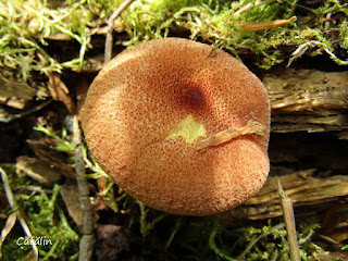 Tricholomopsis flammula IMG13541