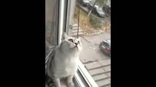 Котэ сломался (cat is broken)