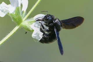 abejorro-carpintero-europeo-xylocopa-violacea-hembra-libando-