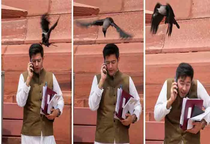 Raghav Chadha attacked by crow on camera, BJP says, ‘Jhooth bole…’, New Delhi, News, Politics, BJP, AAP, Media, Social Media, Tweet, National