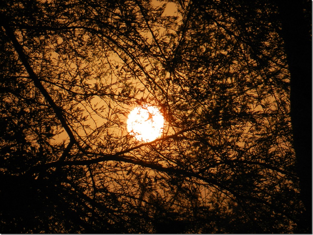 DSCN0343