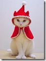 catprinkirakira01os0