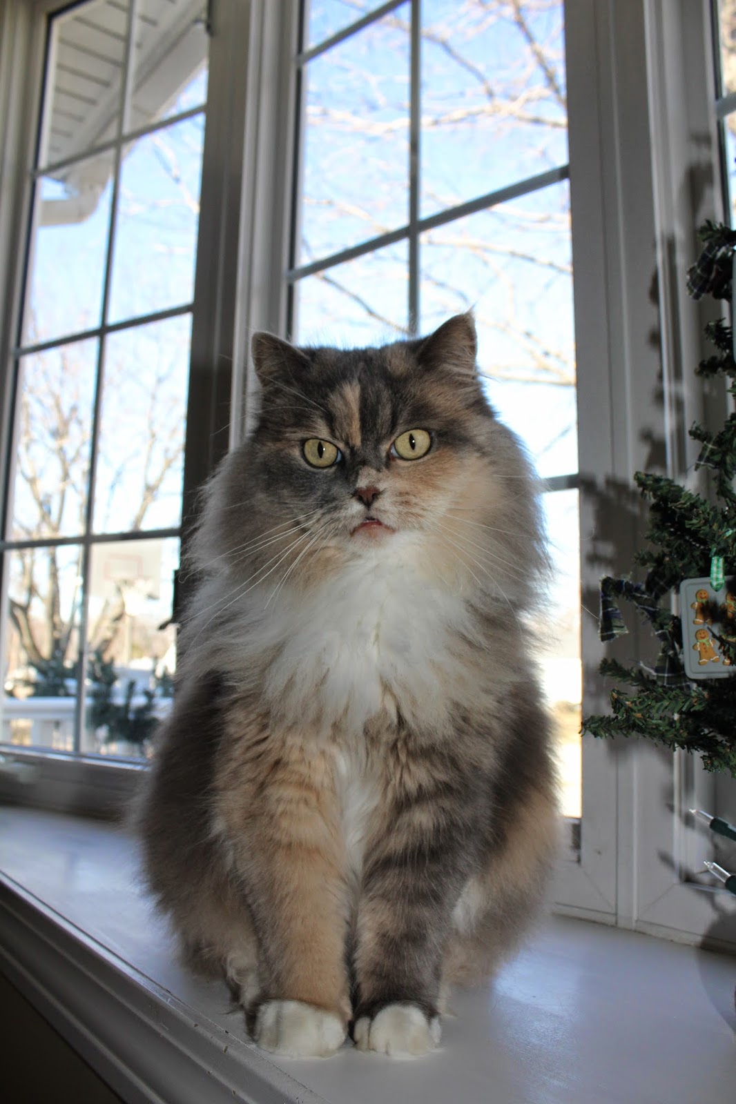 cat sitting on windowsill 