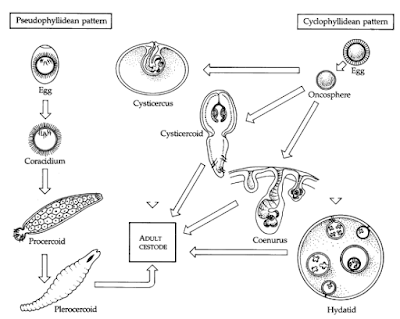 Morfologi cestoda / cacing pita, bentuk tubuh cestoda / cacing pita, Scolex, Acetabulate scolex, Bothriate scolex adalah, Leher cacing pita, Strobila cacing pita, mmature proglotid (proglotid belum matang) adalah, Mature proglotid (proglotid matang) adalah, Gravid proglotid adalah, Sistem Osmoregulasi dan ekskresi pada cestoda / cacing pita, sel api pada cacing pita, Sistem Syaraf Cestoda / Cacing Pita, Sistem reproduksi cestoda / cacing pita, Sistem reproduksi jantan pada cacing pita, Sistem Reproduksi betina pada cestoda / cacing pita, Telur cestoda / cacing pita, Siklus hidup Cestoda / Cacing Pita,Siklus hidup cestoda / cacing pita ordo Pseudophyllidea, Siklus hidup cestoda / cacing pita ordo Cyclophyllidea, Fisiologi Cestoda / cacing pita, Khemoterapi / Pengobatan 