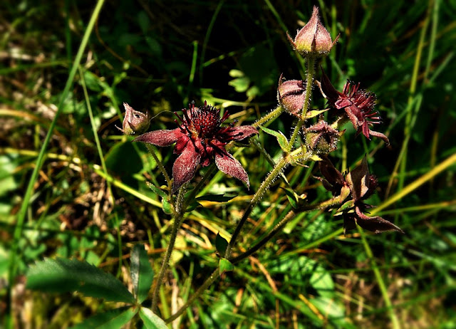 Comarum palustre, Marsh Cinquefoil, https://urbanehillbillycanada.blogspot.com/