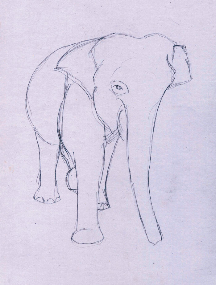  Menggambar  Gajah  Belajar  Menggambar 