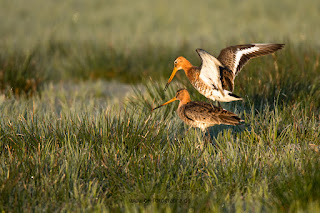 Wildlifefotografie Uferschnepfen Kopula Olaf Kerber