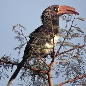 bucerotidae Toco coronado Tockus Lophoceros alboterminatus