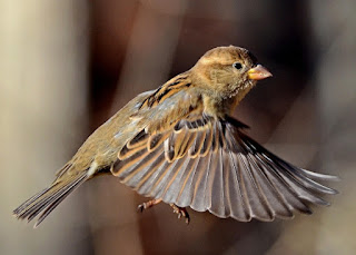 Sparrow