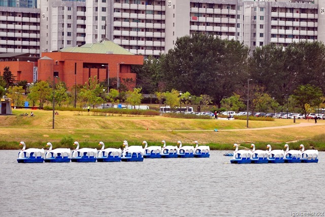 Paddle boats in form of blue ducks on the Hangang River. Featured in Korean Drama Lie to Me starring Yoon Eun Hye