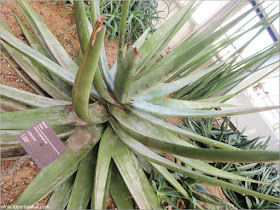 Aloe en el Arid Regions del Jardín Botánico de Montreal