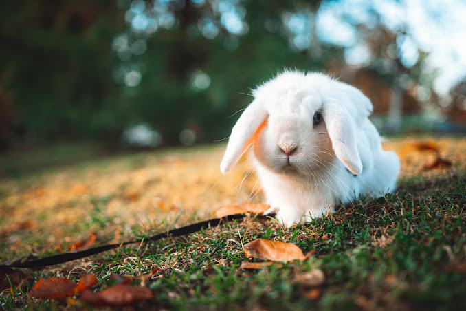 Rabbit care and maintenance