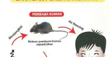 kantinskpasirputehperempuan: Kencing Tikus