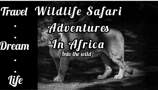 Into the Wild || Wildlife Safari Adventures in Africa