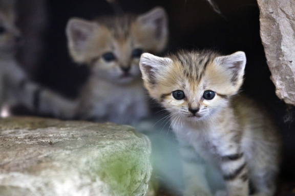 15 cutest endangered animals in the world - sand kittens