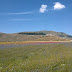 La fioritura di Castelluccio di Norcia