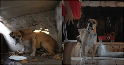 Perro es rescatado de una tubería de drenaje al lado de una parte peligrosa de la autopista