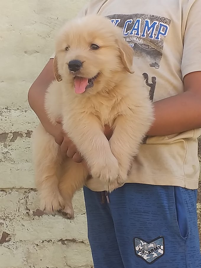 Golden Retriever Puppy in Jalandhar and Chandigarh