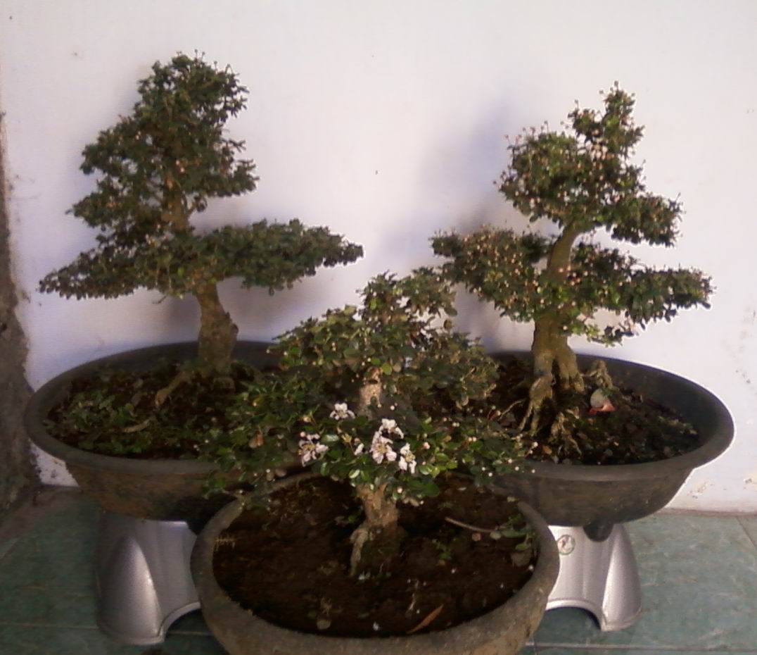 Belajar Mengelola Tahap Tahap Pembentukan Bonsai 