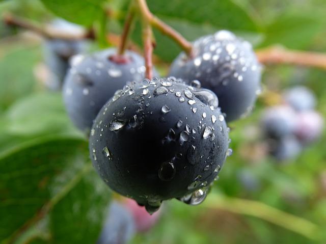 Huckleberries Health Benefits