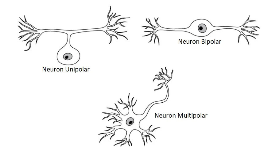 Neuron Unipolar, Bipolar dan Multipolar