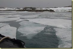 Pack Ice on the way to Woodie