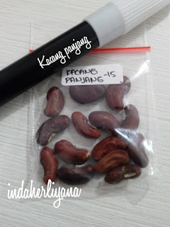 benih kacang panjang