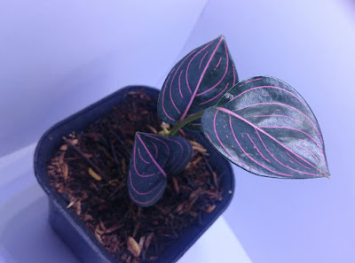 Aglaonema rotundum