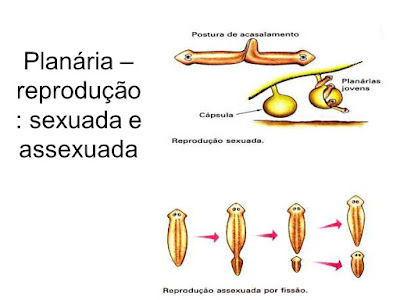 Resultado de imagem para reprodução sexuada dos PLATELMINTOS