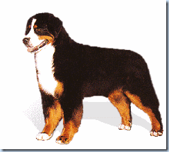 bernese