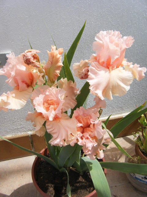 2011_05170016.JPG