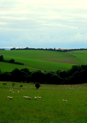 sheep in france